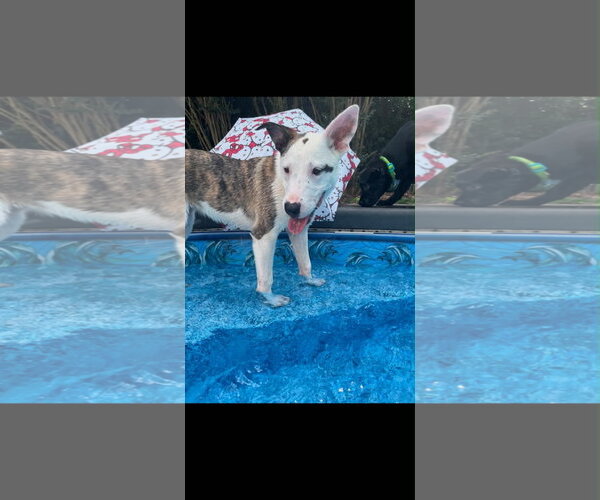Medium Photo #2 Catahoula Leopard Dog-Unknown Mix Puppy For Sale in Holly Springs, NC, USA