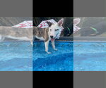Small #1 Catahoula Leopard Dog Mix