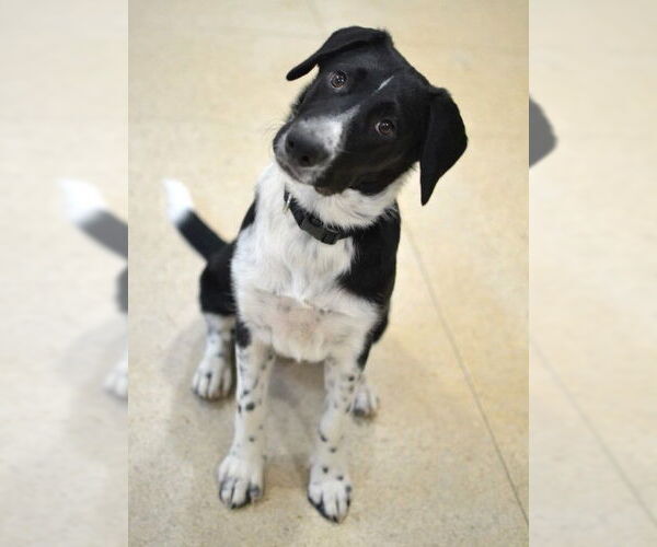 Medium Photo #2 Pointer-Unknown Mix Puppy For Sale in Enfield, CT, USA