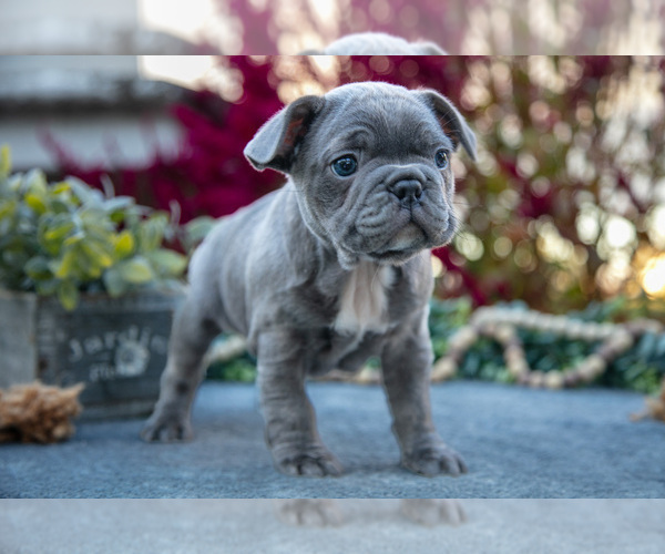 Medium Photo #3 Faux Frenchbo Bulldog Puppy For Sale in SHREVE, OH, USA