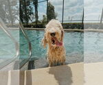 Small #2 Goldendoodle