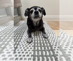 Bentley - Male Chug Dog for Adoption - Small photo