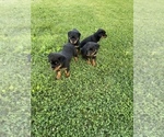 Small Photo #16 Rottweiler Puppy For Sale in COLUMBIA, TN, USA