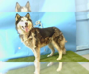 Siberian Husky Dogs for adoption in Downey, CA, USA