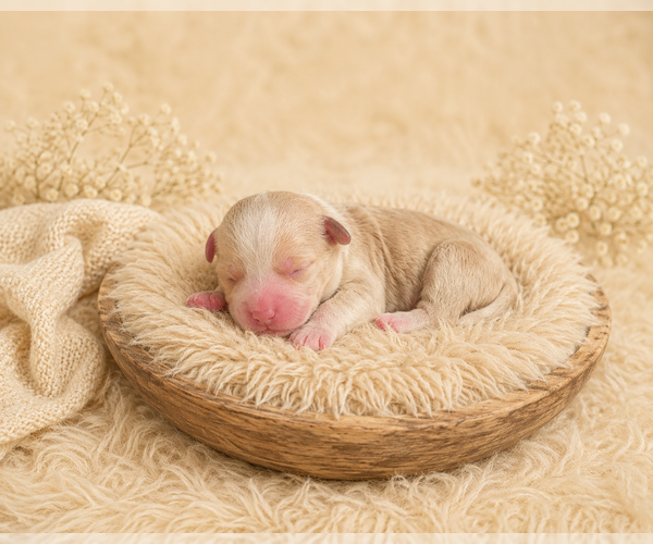 Medium Photo #7 Aussalier Puppy For Sale in DECATUR, IL, USA