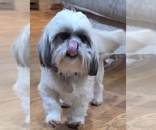 Medium Photo #2 Shih Tzu Puppy For Sale in Omaha, NE, USA