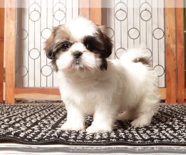 Medium Photo #3 Shih Tzu Puppy For Sale in NAPLES, FL, USA