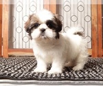 Small #2 Shih Tzu