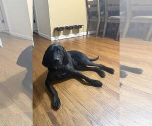 Labrador Retriever-Unknown Mix Dogs for adoption in Woodbury, NY, USA