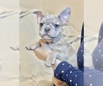 Small Photo #4 French Bulldog Puppy For Sale in BRIDGEWATER, NJ, USA
