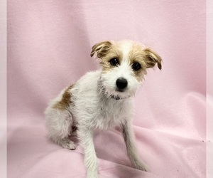 Jack Russell Terrier Dog for Adoption in DUNDEE, Ohio USA