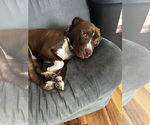 Small American Pit Bull Terrier Mix