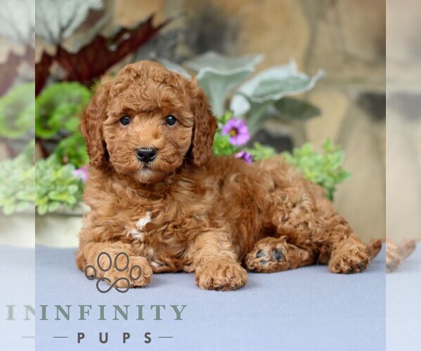 Medium Photo #4 Cavapoo Puppy For Sale in EAST EARL, PA, USA