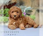Small #3 Cavapoo