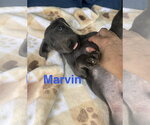 Small #7 Labrador Retriever Mix