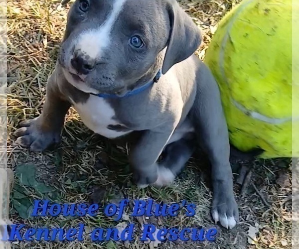 Medium Photo #12 American Pit Bull Terrier Puppy For Sale in DELAWARE, OH, USA