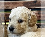 Puppy Woogie Goldendoodle