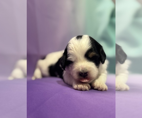 Medium Photo #9 Bernedoodle (Miniature) Puppy For Sale in LONGMONT, CO, USA
