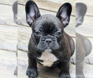 French Bulldog Puppy for sale in MUSCODA, WI, USA