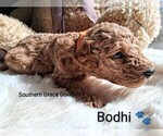 Small Photo #54 Goldendoodle (Miniature) Puppy For Sale in GASTONIA, NC, USA