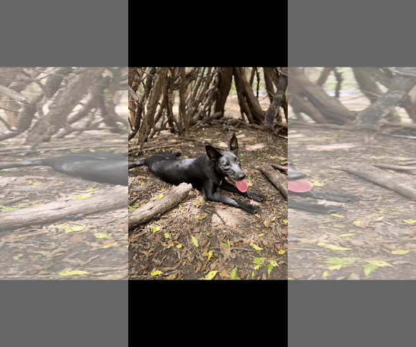 Medium Photo #8 Shepradors Puppy For Sale in McKinney, TX, USA