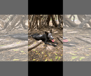 Skye - Female Shepradors Dog for Adoption - Photo #8