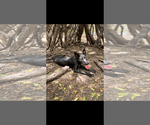 Small #7 Shepradors