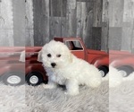 Small Photo #2 Bichpoo Puppy For Sale in CANOGA, NY, USA