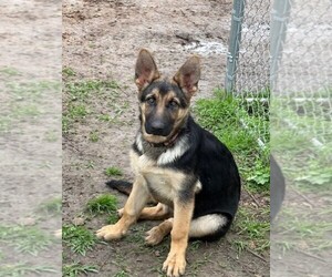 German Shepherd Dog Puppy for sale in SANTA FE, TX, USA