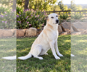 Mutt Dogs for adoption in Menifee, CA, USA