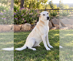 Joy - Female Mutt Dog for Adoption - Small photo