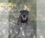 Small Rottweiler