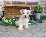 Small #10 Schnauzer (Miniature)