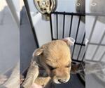 A663597 - Male Mutt Dog for Adoption - Small photo