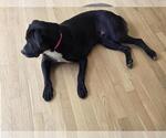 Small #3 Labrador Retriever Mix