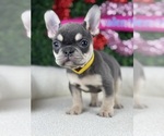 Puppy Jubilee French Bulldog