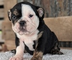 Small #2 English Bulldog