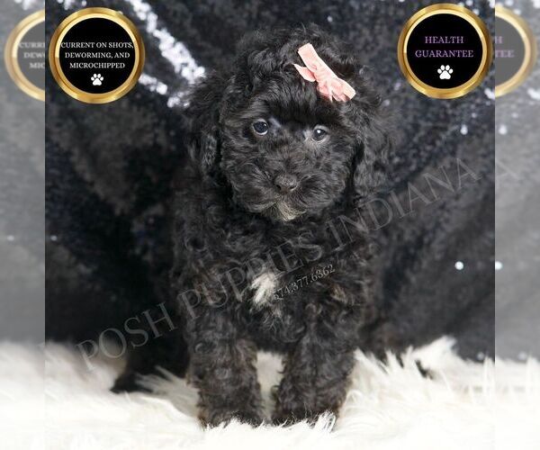 Medium Photo #1 Poodle (Miniature) Puppy For Sale in WARSAW, IN, USA