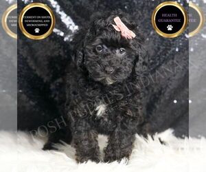 Poodle (Miniature) Puppy for sale in WARSAW, IN, USA