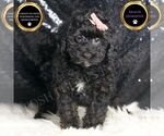 Small Poodle (Miniature)