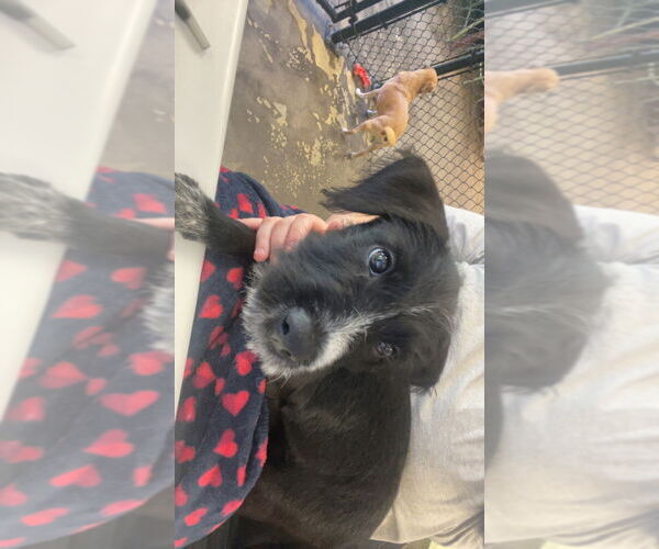 Medium Photo #3 Labrador Retriever-Unknown Mix Puppy For Sale in Evansville, IN, USA