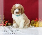 Small #2 Goldendoodle