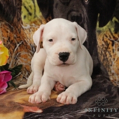 Dogo Argentino Puppy for sale in GAP, PA, USA