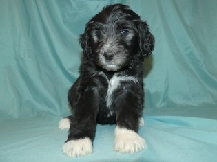 Sheepadoodle Puppy for sale in BLAND, MO, USA