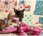 Small #1 Chiweenie