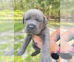 Small Photo #9 Cane Corso Puppy For Sale in DORCHESTER, SC, USA
