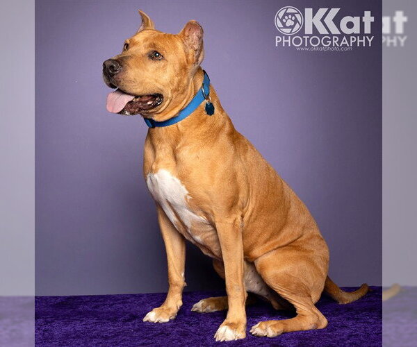 Medium Photo #1 Mutt Puppy For Sale in Oklahoma City, OK, USA