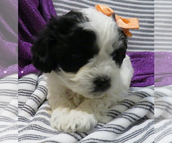 Medium Photo #5 ShihPoo Puppy For Sale in DONGOLA, IL, USA