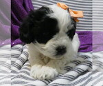 Small #4 ShihPoo