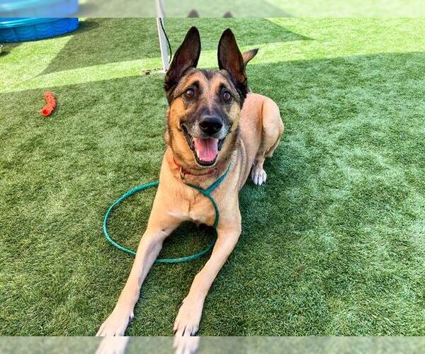 Medium Photo #3 German Shepherd Dog-Unknown Mix Puppy For Sale in Orange, CA, USA